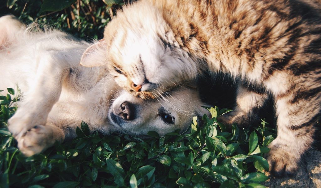 Hund und Katze, Leishmaniose frei