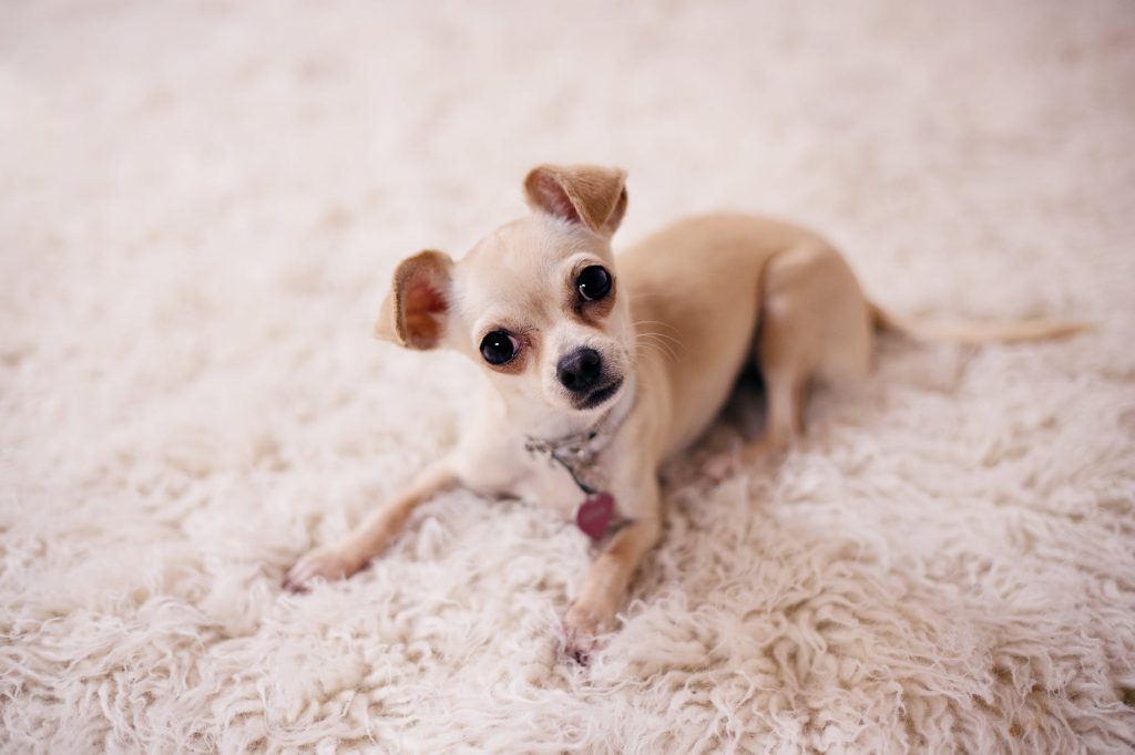 Chihuahua neigt den Kopf als Beschwichtigungssignal der Hunde.