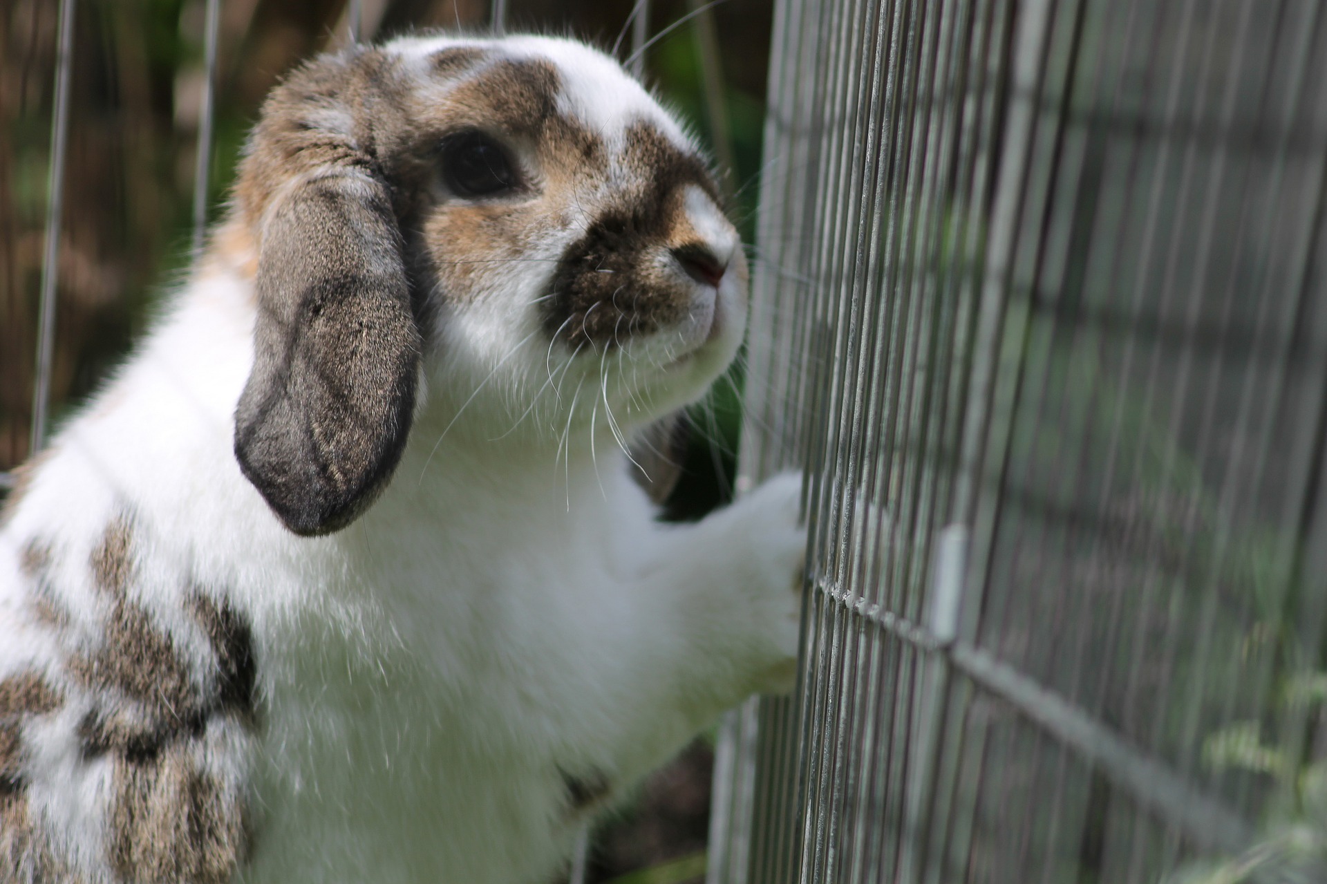 Warum beißt mein Kaninchen in den Käfig?