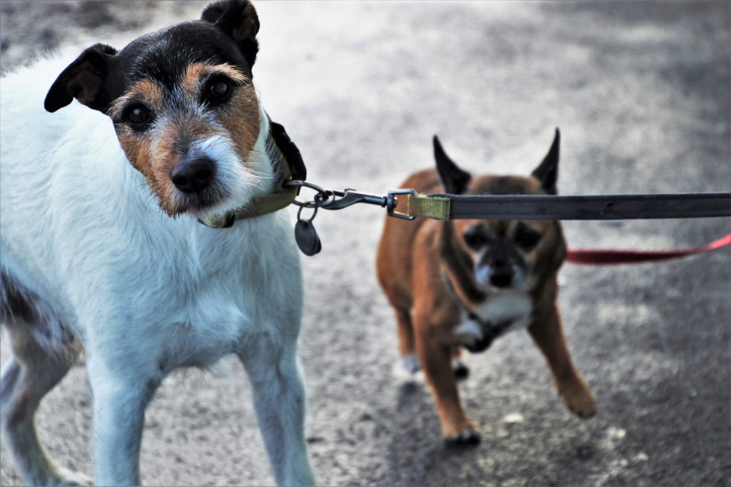 Wenn dein Hund Angst vor dem Gassi gehen hat, solltest du statt Halsband ein Brustgeschirr verwenden.