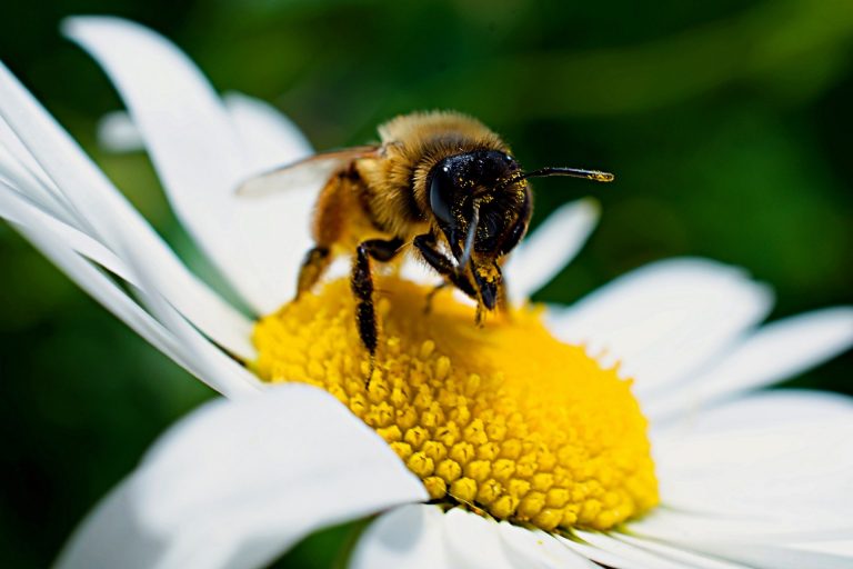 Wie du Bienen in den Garten lockst