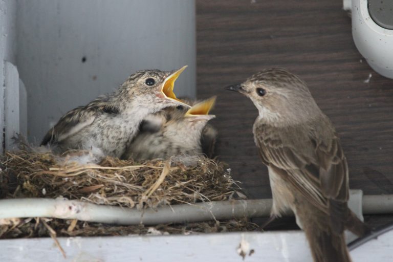 Warum du Vögel beim Nisten helfen willst