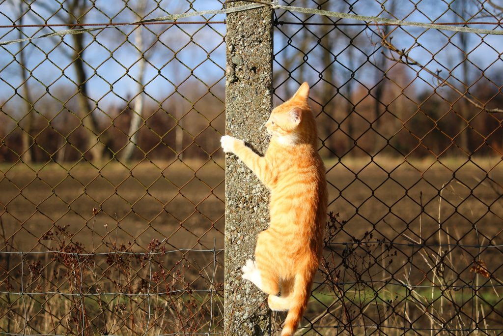 Katzen klettern über Zäune.