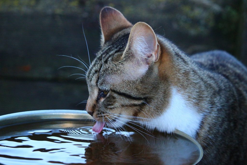 Katze trinkt Wasser aus großer Wasserschüssel