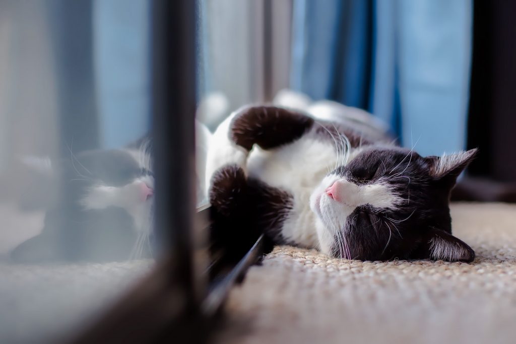 Schlafposition der Katze: angelehnt