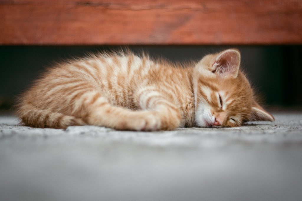 Schlafposition der Katze: Seitenlage