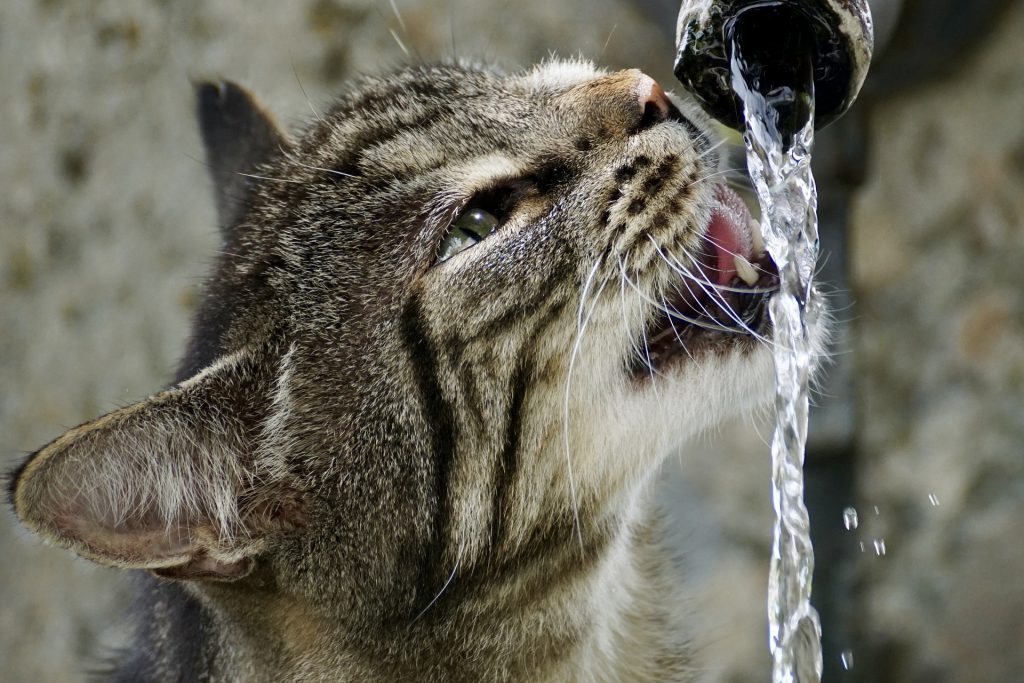 Katze trinkt Wasser vom Hahn statt mit Pfote