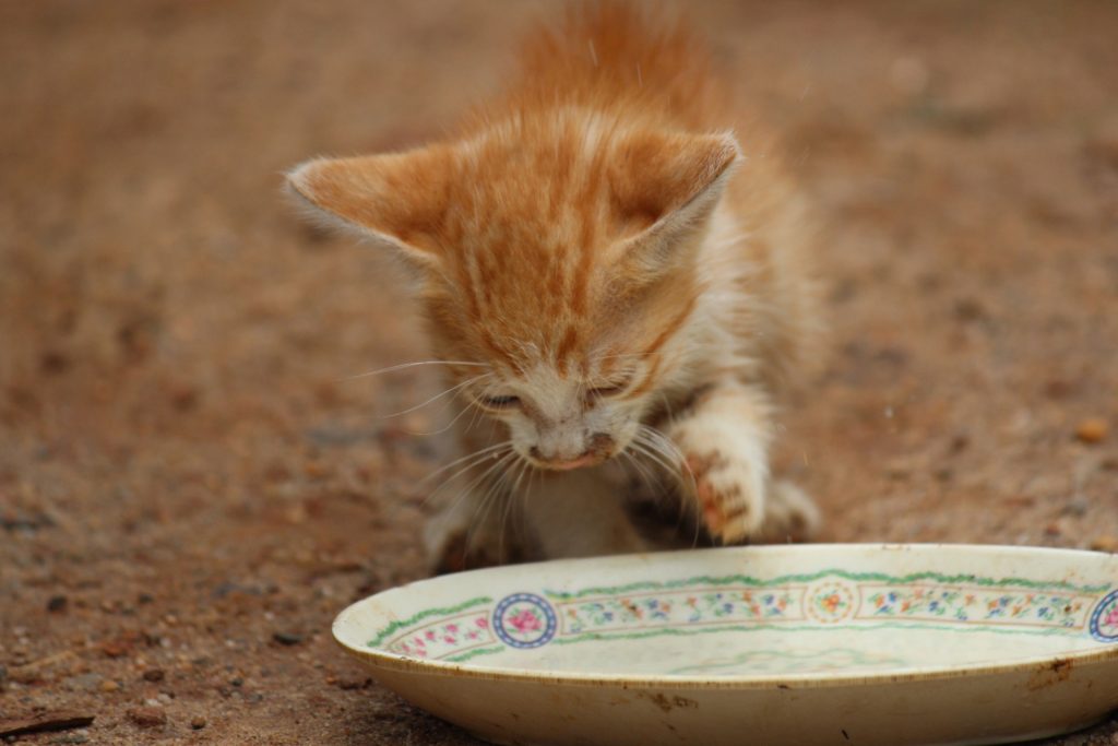 Baby Katze trinkt Wasser vorsichtig mit Pfote