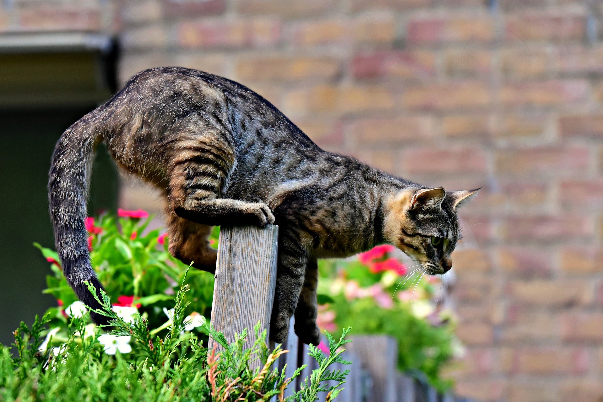 Katzen daran hindern über den Zaun zu springen
