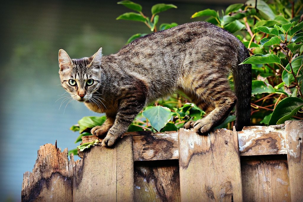 Katze auf Zaun: KATZEN DARAN HINDERN ÜBER DEN ZAUN ZU SPRINGEN