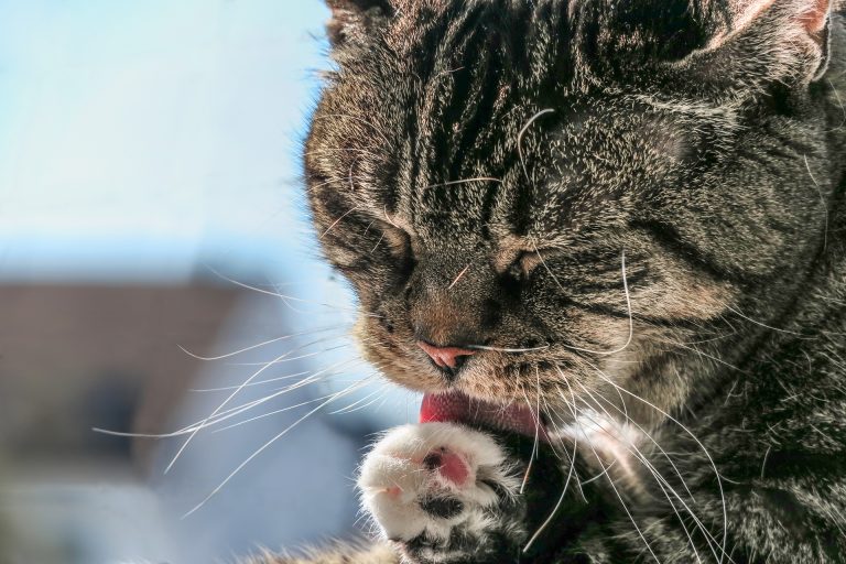 Warum Katzen Wasser mit der Pfote trinken