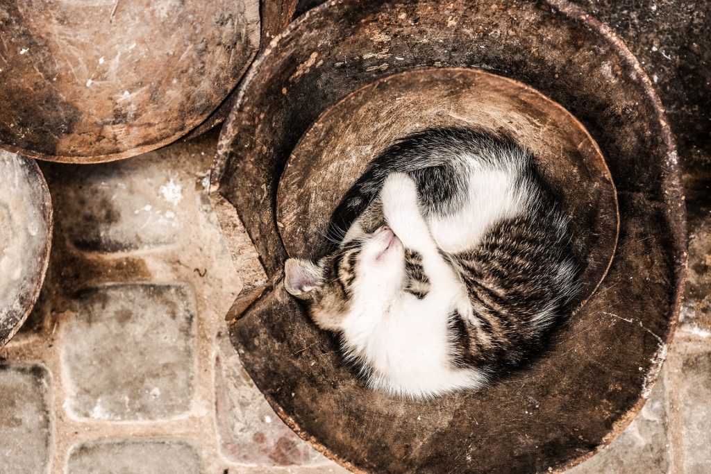 Schlafposition der Katze: eigenartige Orte