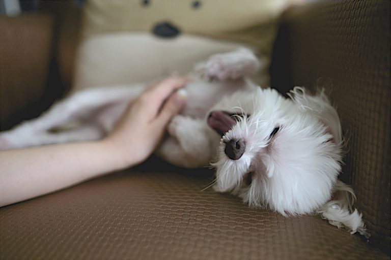 Warum Hunde es lieben am Bauch gekrault zu werden