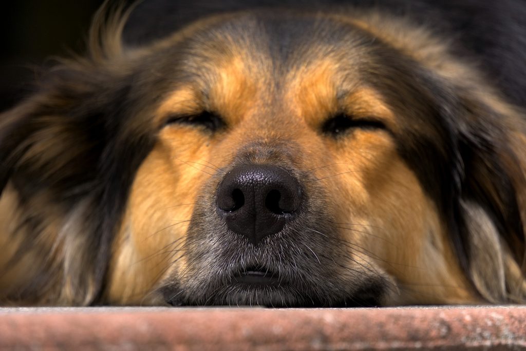 Hunde schlafen oft mit halboffenen Augen.