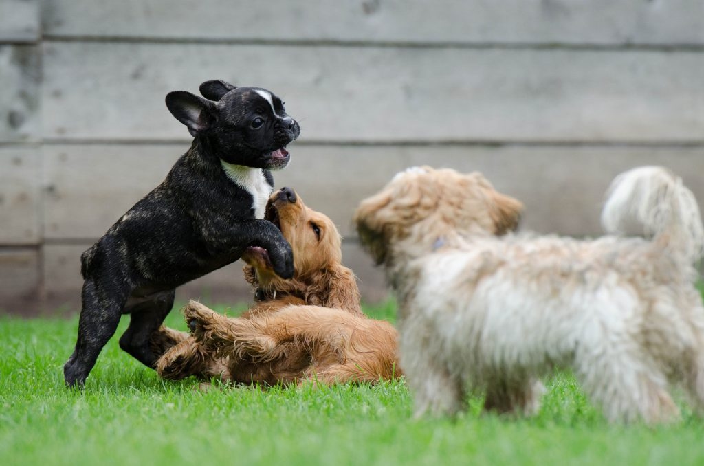 Hunde niesen beim Spielen andere Hunde an, um die Situation zu besänftigen, damit entweder er oder der andere Hund nicht wütend wird.
