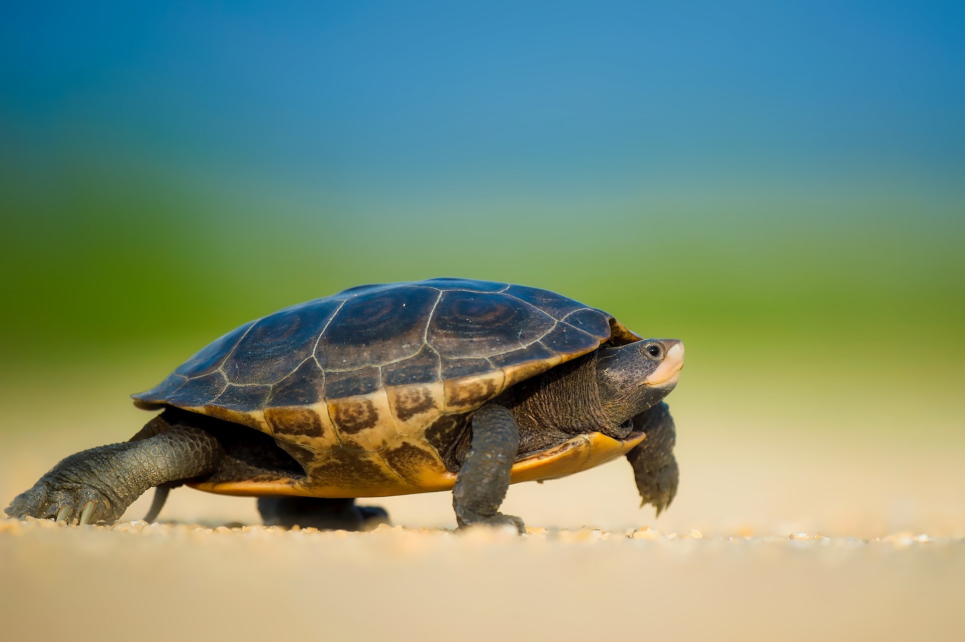 Warum werden Schildkröten so alt?