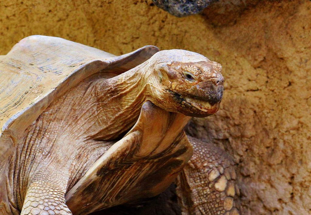 Riesenschildkröten werden bis zu 200 Jahre alt.