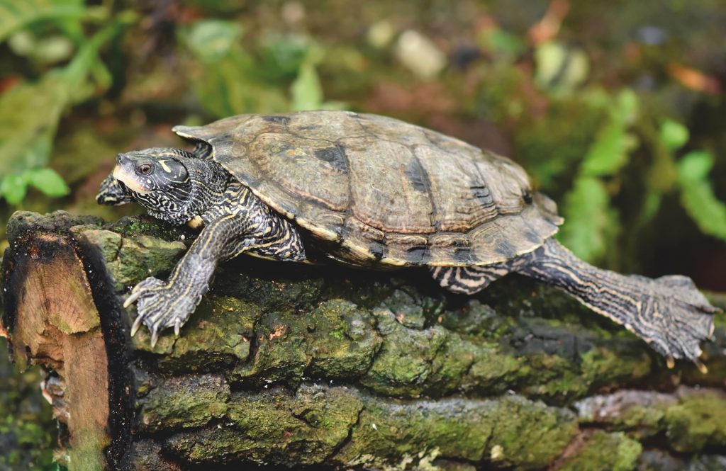 Junge Schildkröten haben glatte Schilder und wenig Wachstumsringe.