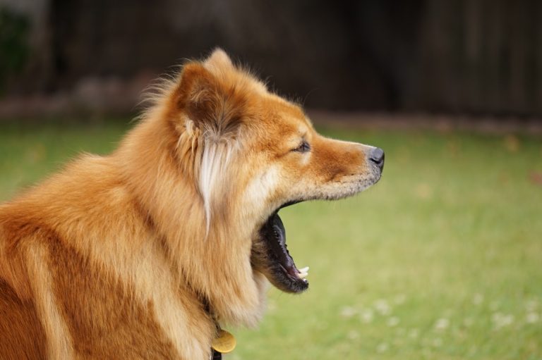 Dein Hund gähnt, weil er möglicherweise gestresst ist. Gähnen ist ein Beschwichtigungssignal.