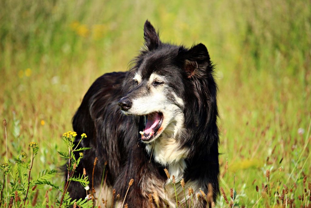 Hunde gähnen beim Gassi gehen oft, weil sie sich gestresst fühlen, oder weil sie dich genervt oder wütend wahrnehmen.