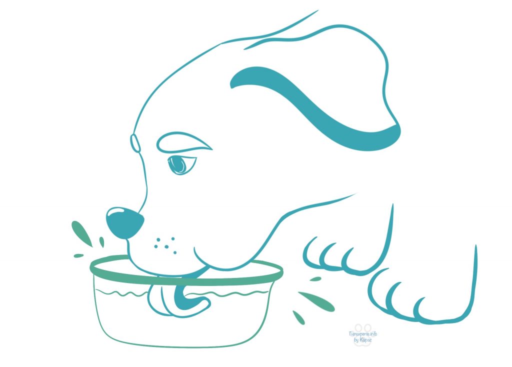 Wieso trinkt mein Hund kein Wasser? Tierexperte.info by Kapaz
