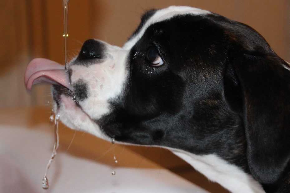 Wie trinken Hunde Wasser