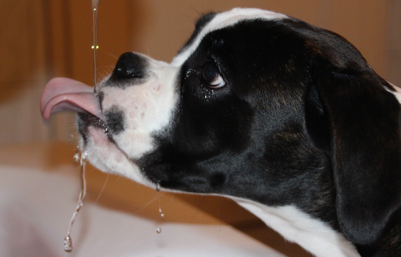Hündische Technik beim Wassertrinken und trinkt mein Hund genug?