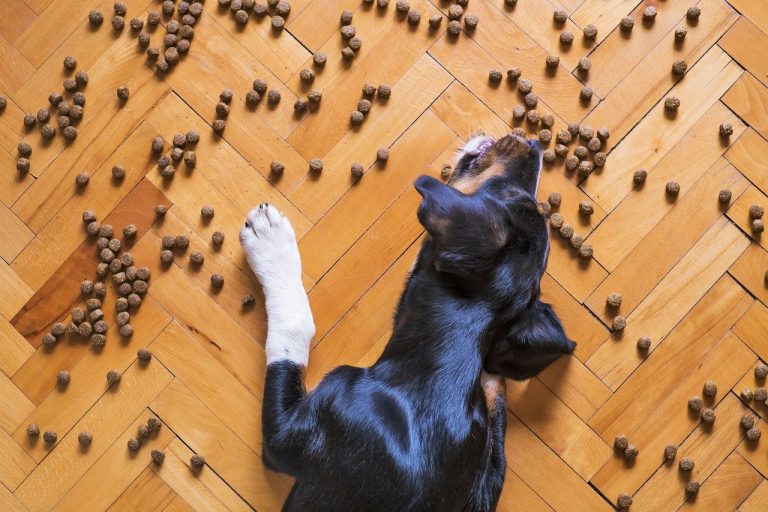 Gesunde Ernährung für deinen Hund kann sehr wohl Trockenfutter, oder Nassfutter sein. Aber auch BARF und die richtigen Leckerlis.