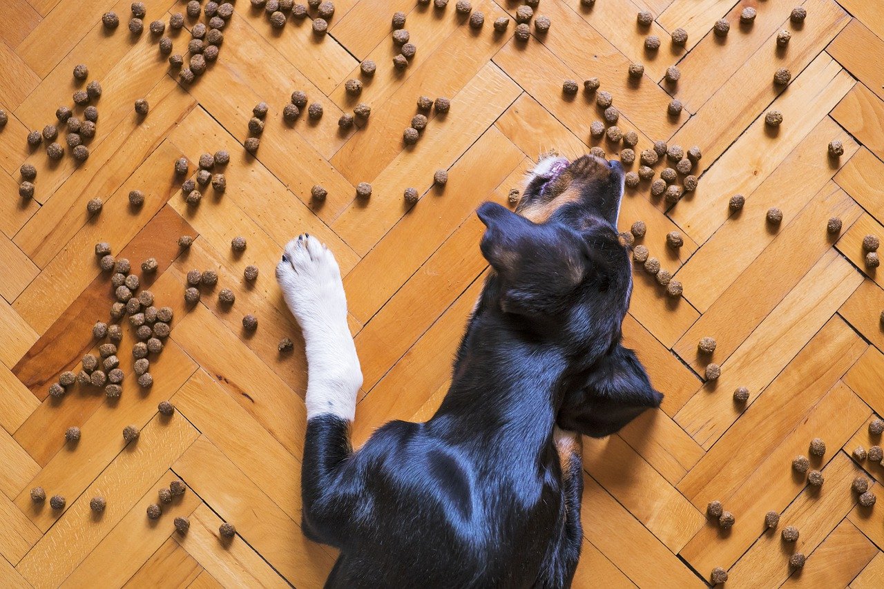 Wie geht gesunde Hunde-Ernährung?