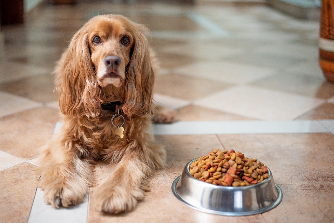 7 Gründe, warum dein Hund plötzlich keinen Appetit hat