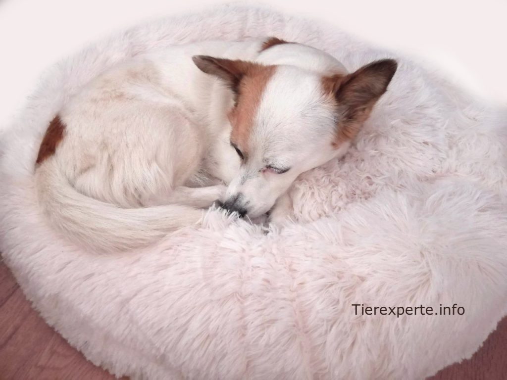 Das Antistress-Hundebett ist ein wichtiges Zubehör für Hunde, die nicht gerne alleine zuhause bleiben. Tierexperte.info