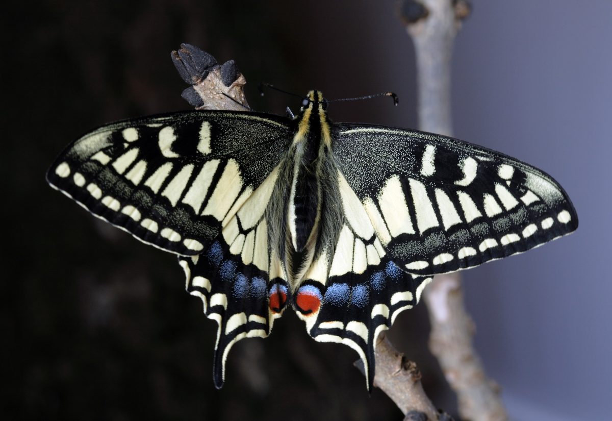 Der Schwalbenschwanz als Schmetterling hat eine schwarze Grundfarbe und blaue Augenflecke.