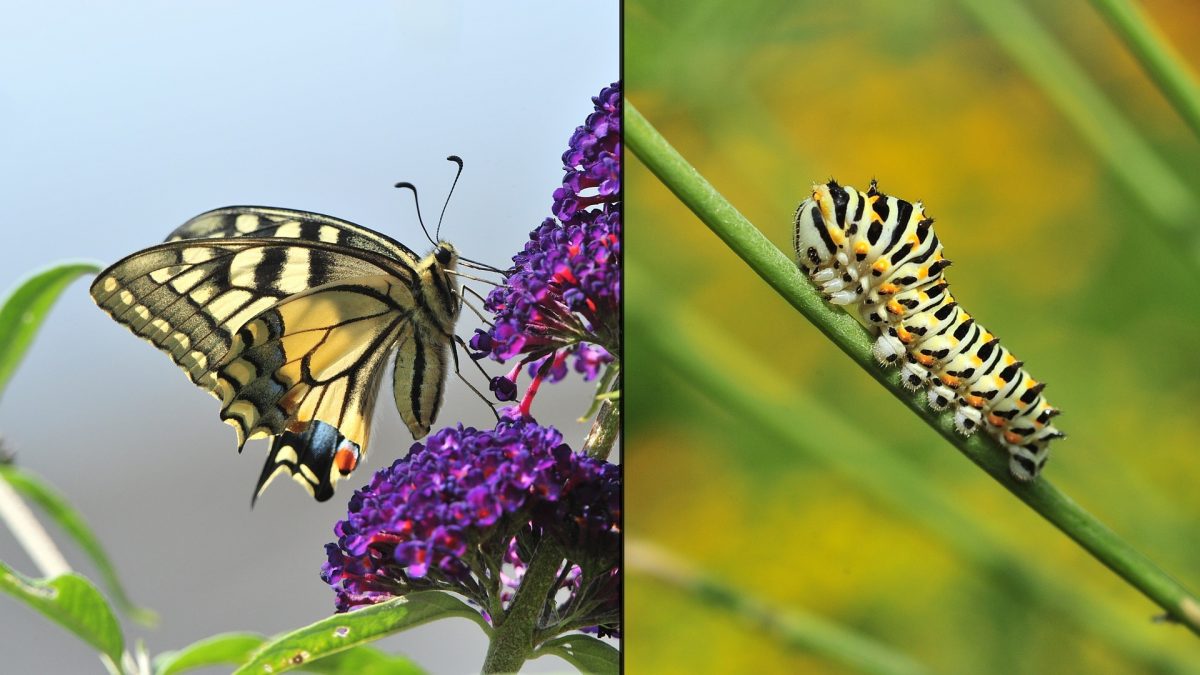 Vergleich Schwalbenschwanz Schmetterling und die Raupe.