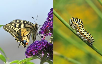 Der Schwalbenschwanz: Verwandlung von Raupe zum Schmetterling