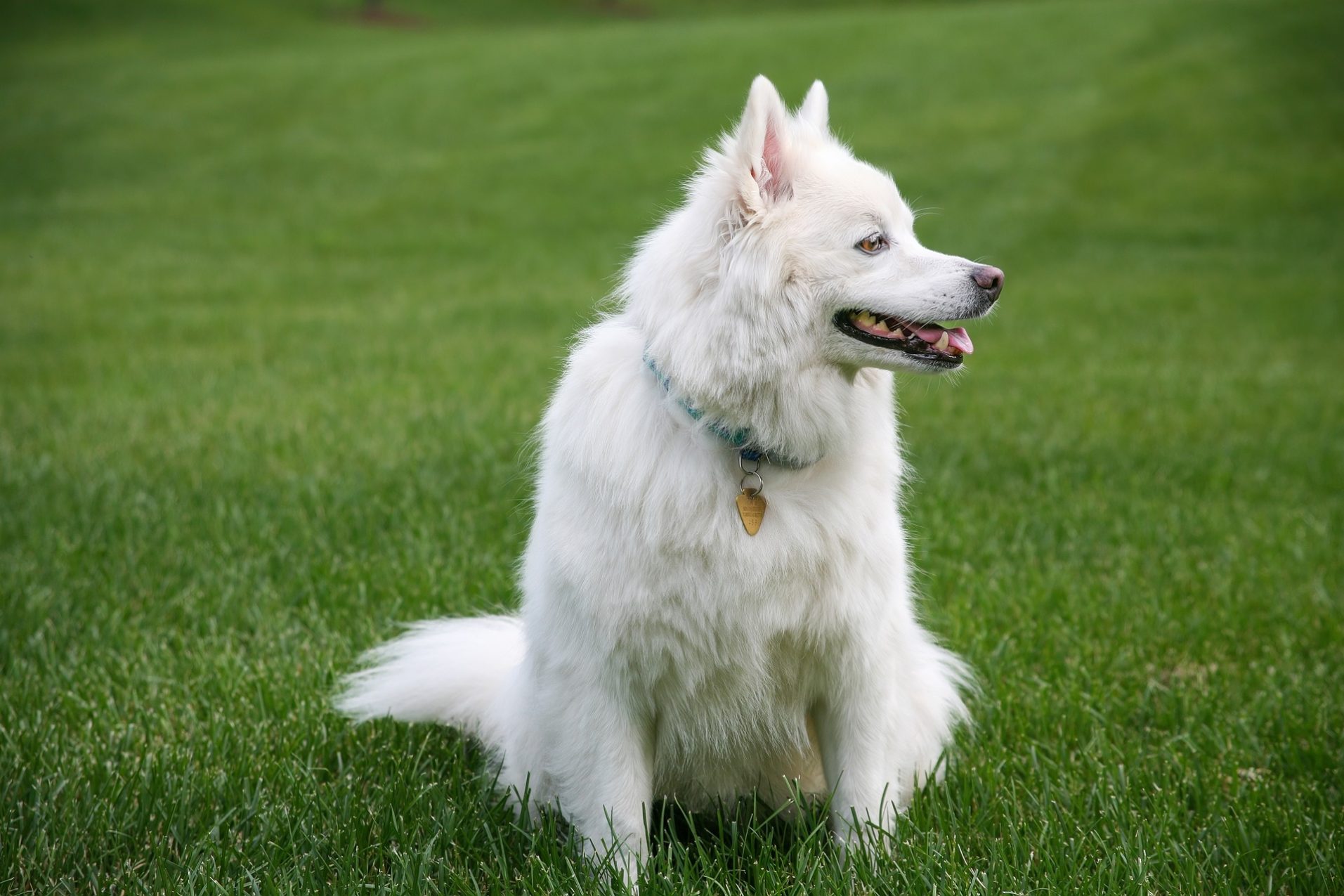 Lerne deinen Hund zu verstehen und trainieren, indem du die Beschwichtigungssignale (Calming Signals) richtig identifizierst.