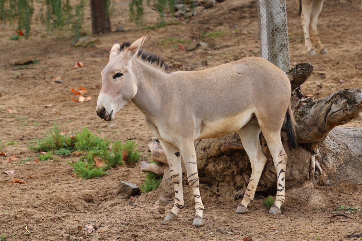 Der Afrikanische Esel zeichnet sich durch seine Maserung an den Beinen aus. ©Ericj, Wikimedia