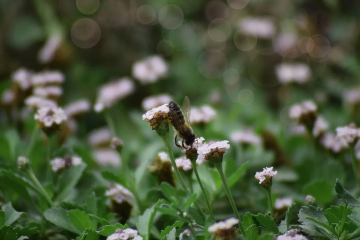 Lippa Nodiflora: Wildbienen lieben den blumigen Bodendecker. Foto Karoline Schneider