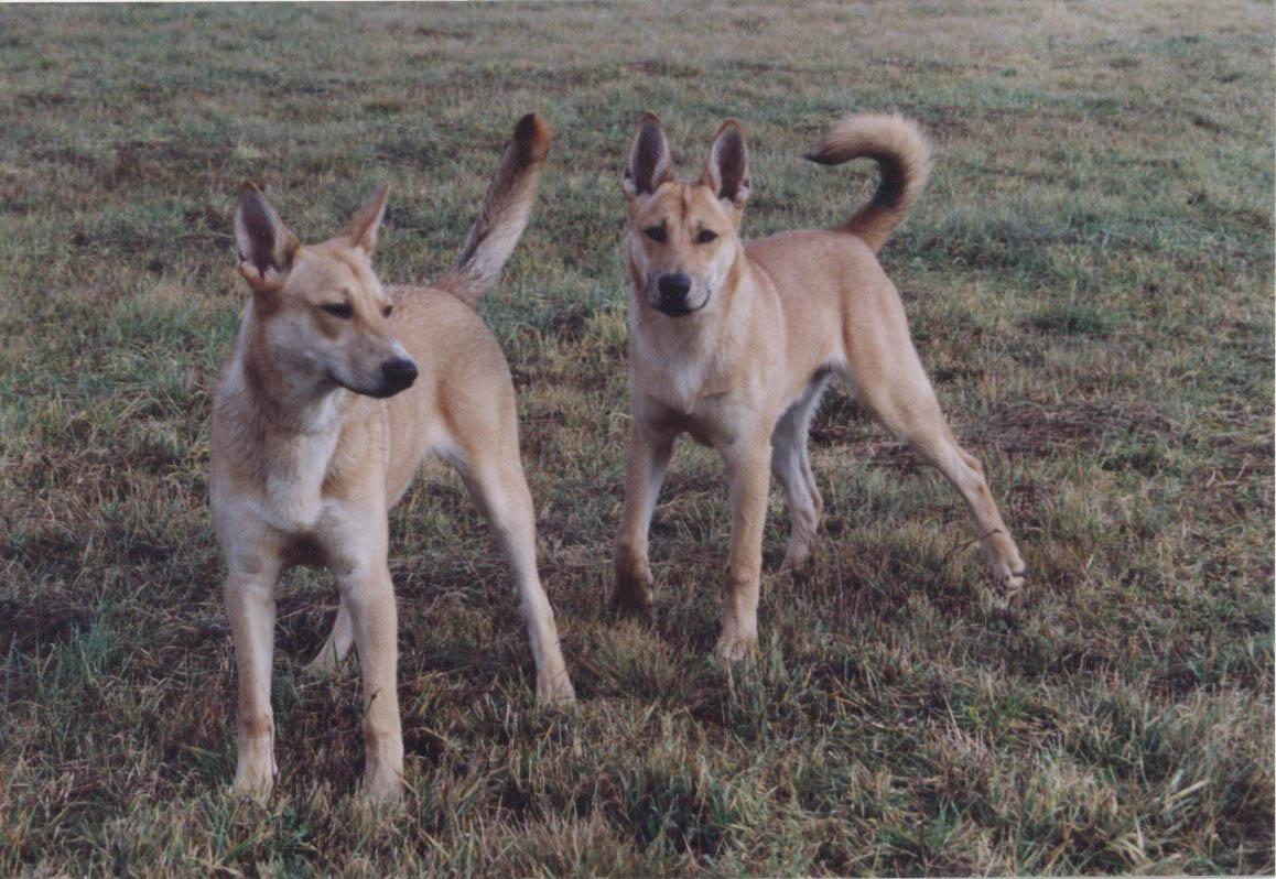 Carolina-Hunde sehen den australischen Dingos sehr ähnlich. ©Noloha
