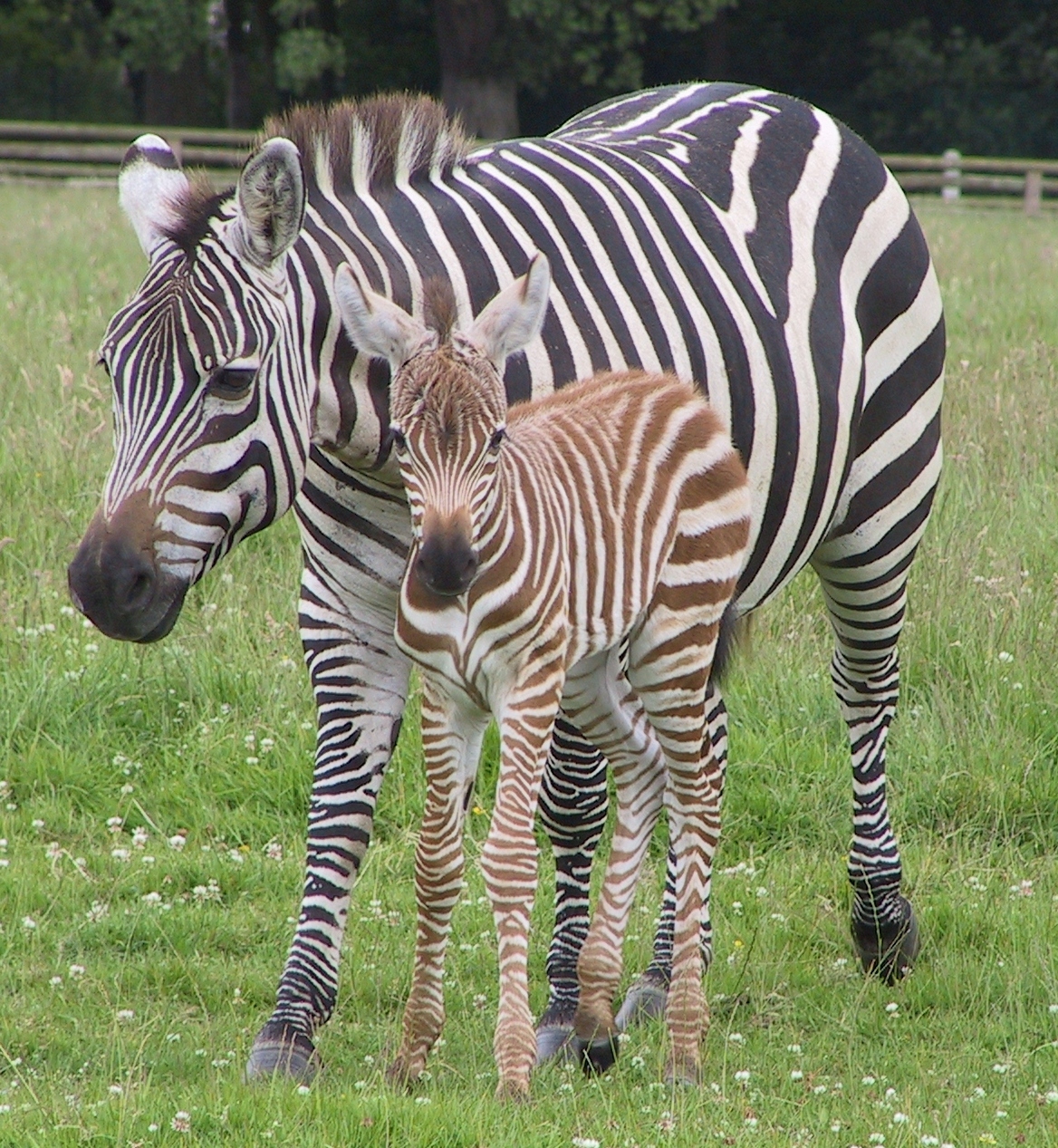 Grant-Zebra, eine Art der sechs Steppenzebras