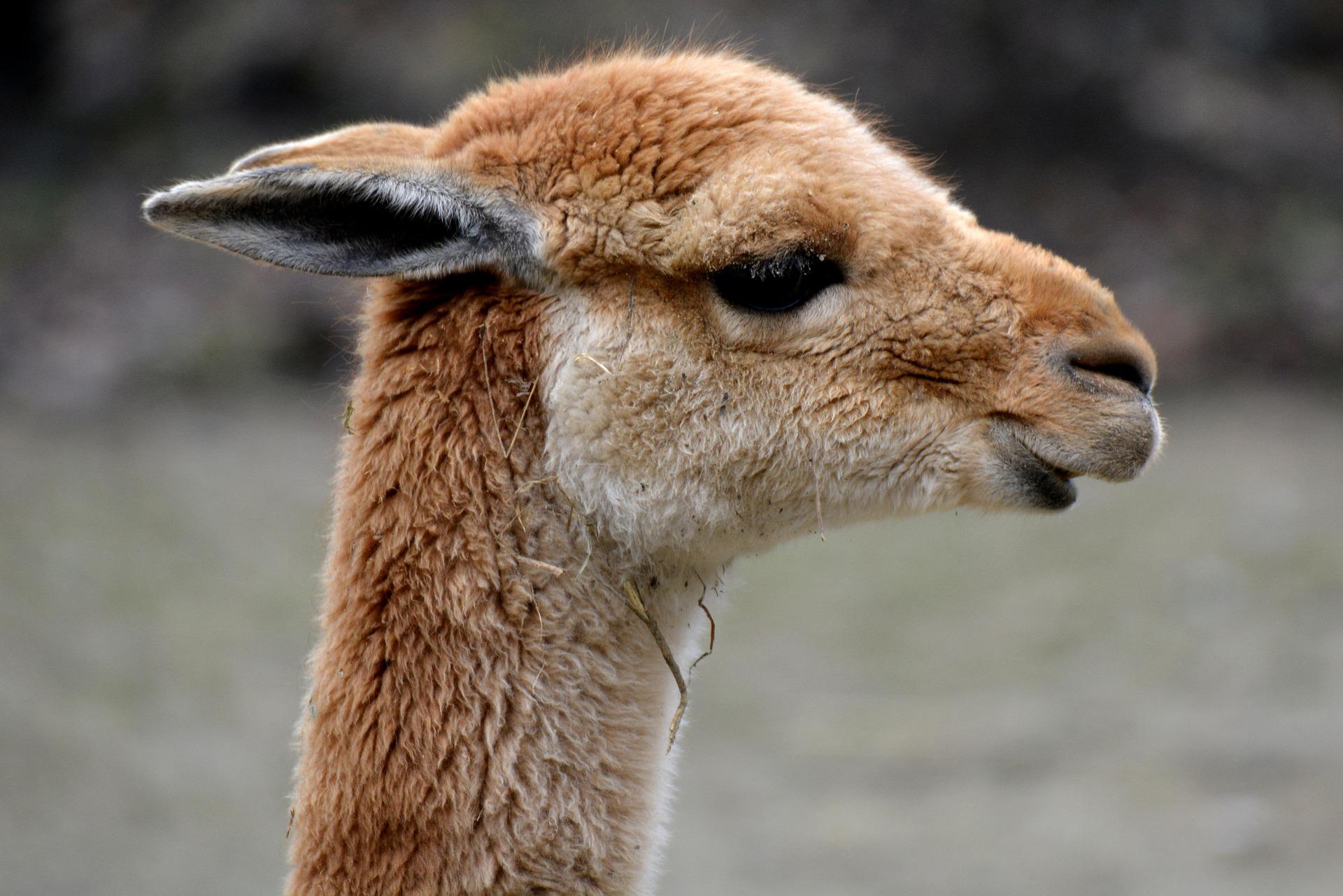 Das Vikunja ist die kleinste Art der Kamele. Das bekannte Alpaka stammt vom wilden Vikunja ab.