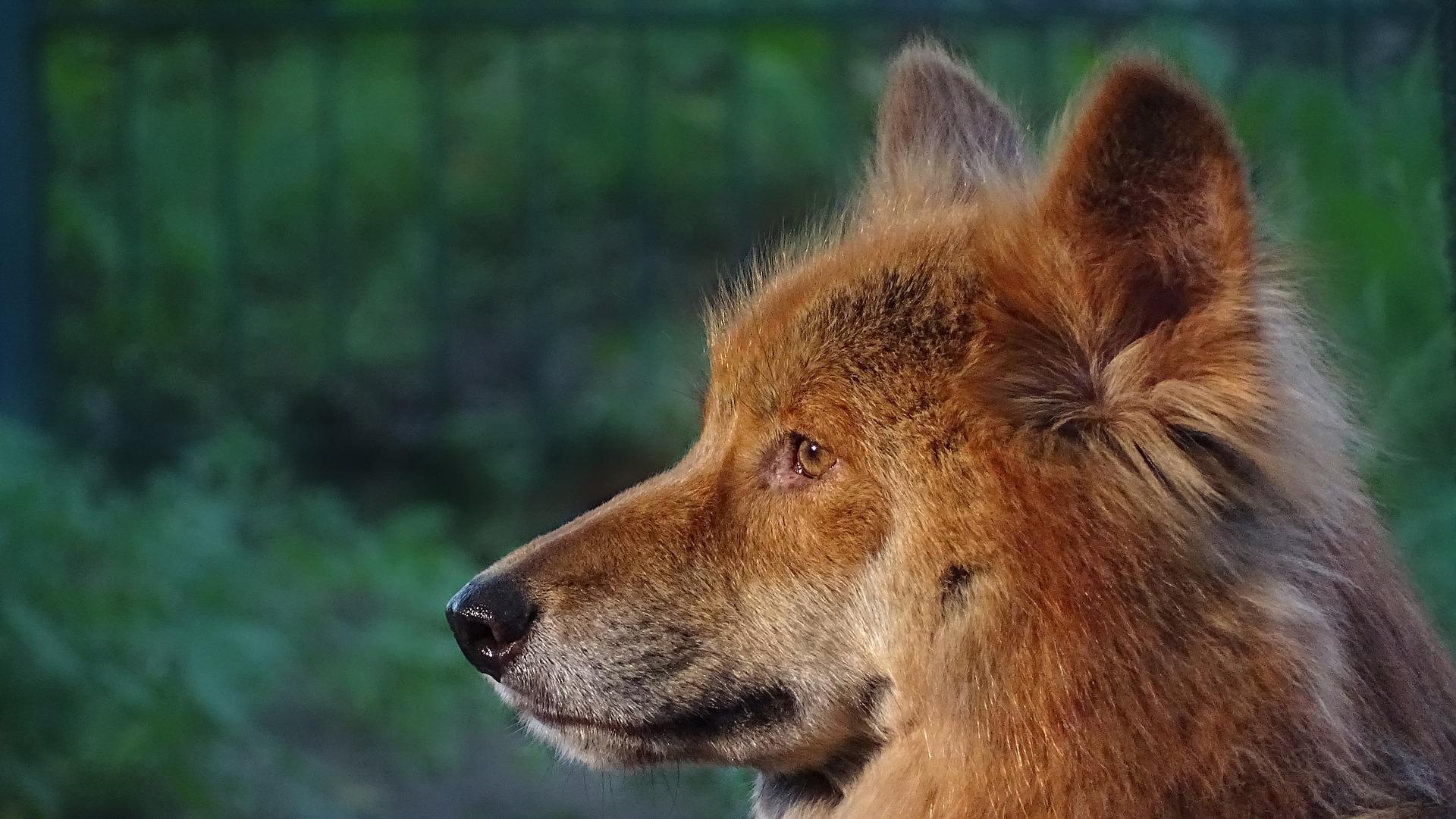 Australischer Dingo im Vergleich zum iberischen Wolf