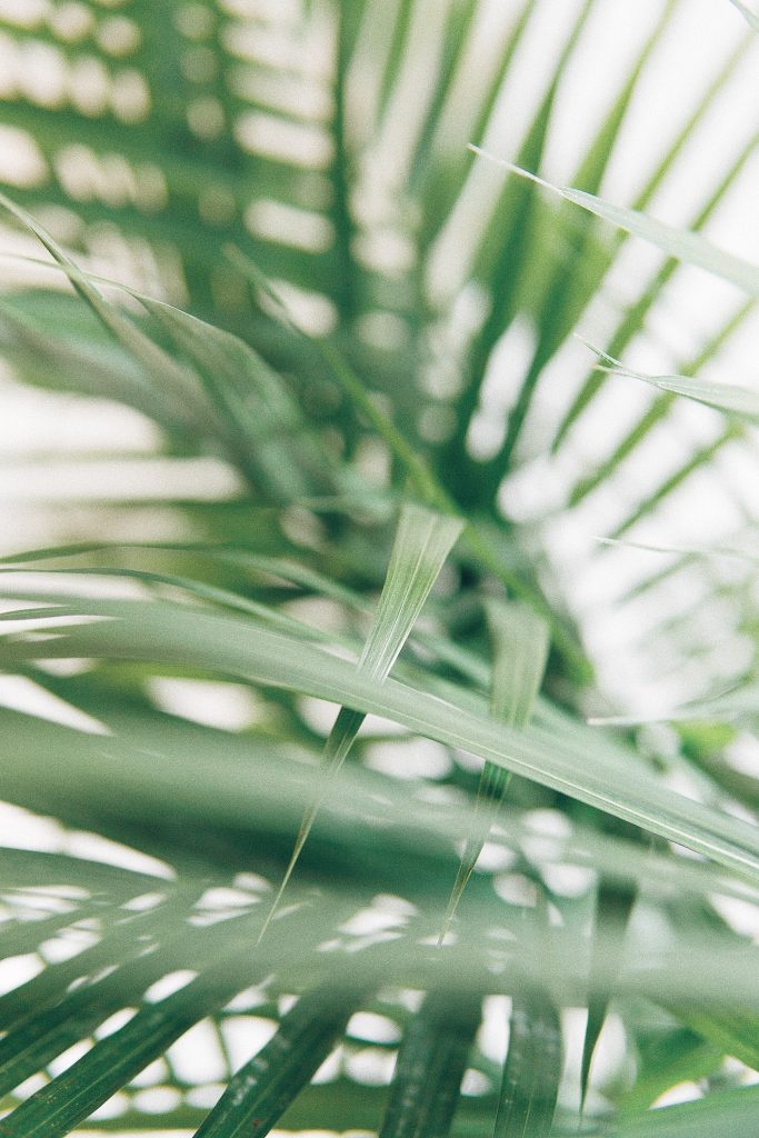 Die Bambuspflanze ist einer der luftreinigenden Pflanzen, die von der Nasa empfohlen wird.