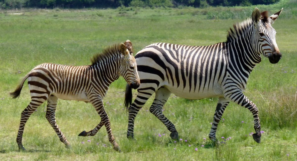 Das Bergzebra ist eines der drei Zebraarten. Im Vergleich dazu steht das Steppenzebra.