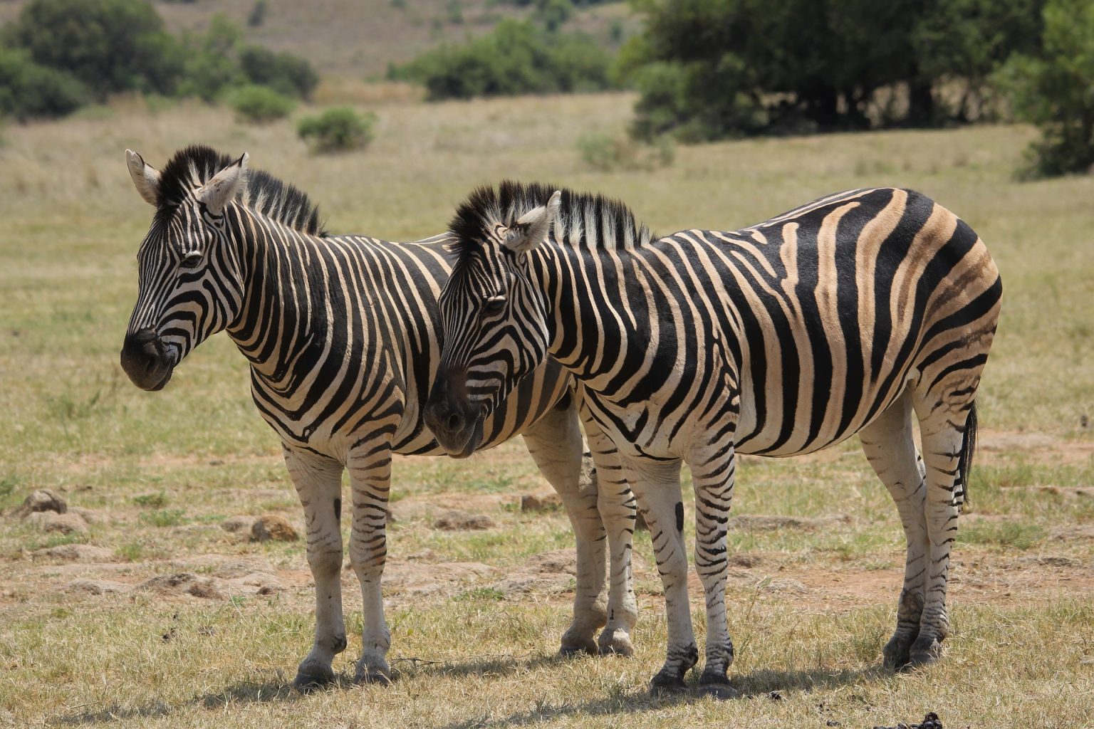 Burchell-Zebra, eine Art der sechs Steppenzebras