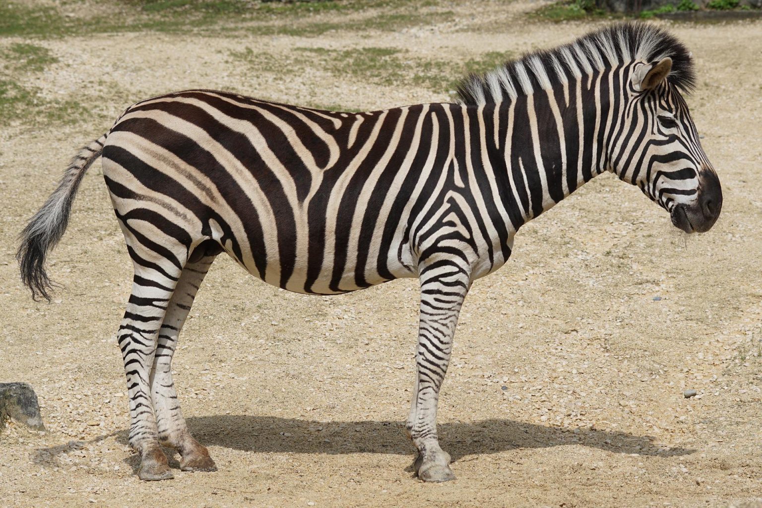 Chapman-Zebra, eine Art der sechs Steppenzebras