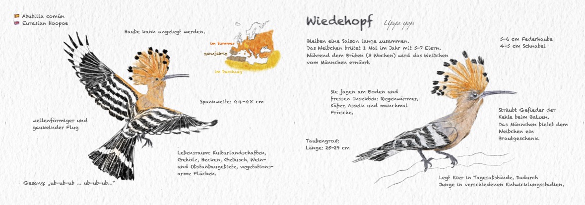 Der Wiedehopf hat eine 5-6 cm lange Federhaube. ©Karoline Schneider / Tierexperte.info