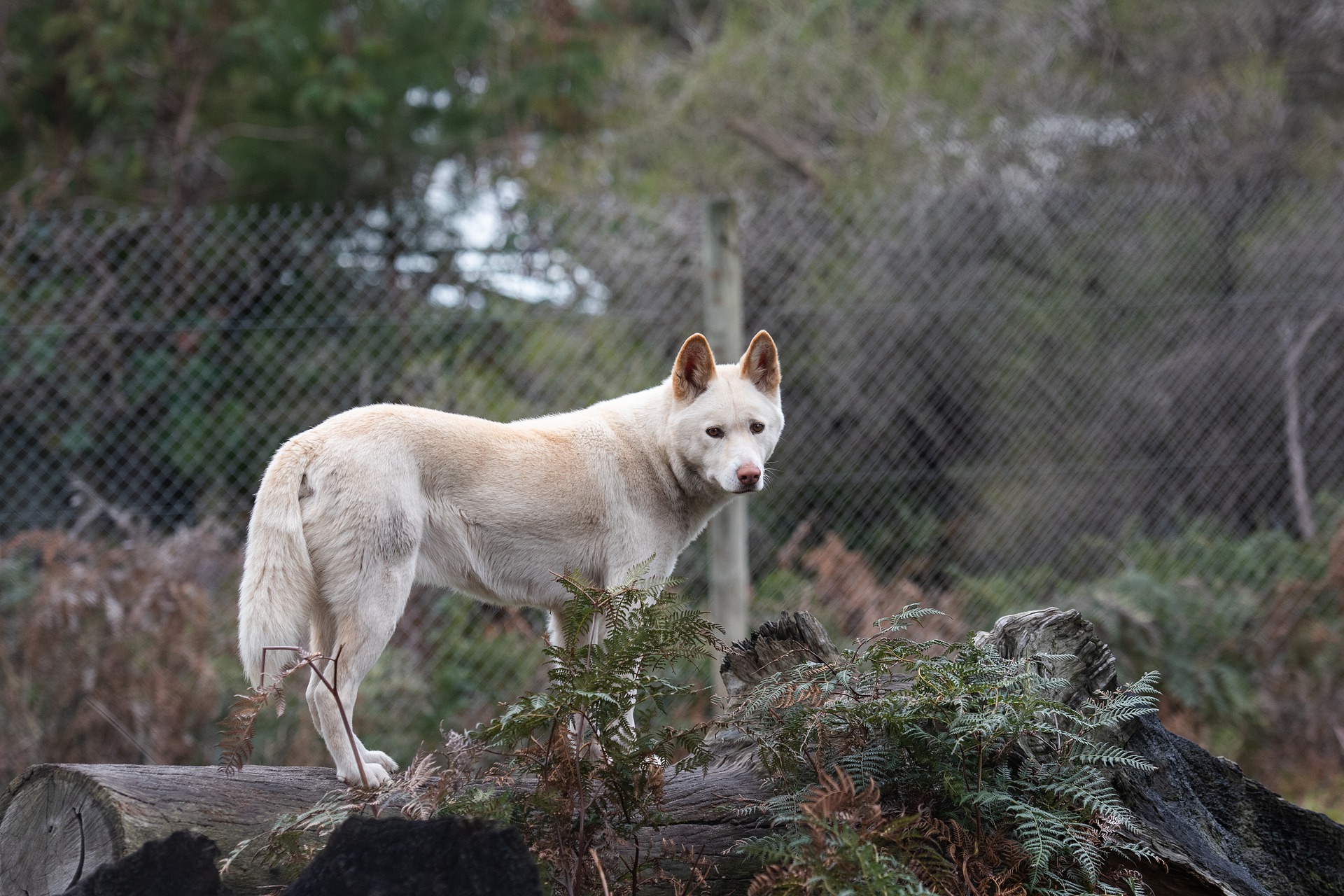 Ein seltener weißer Dingo.