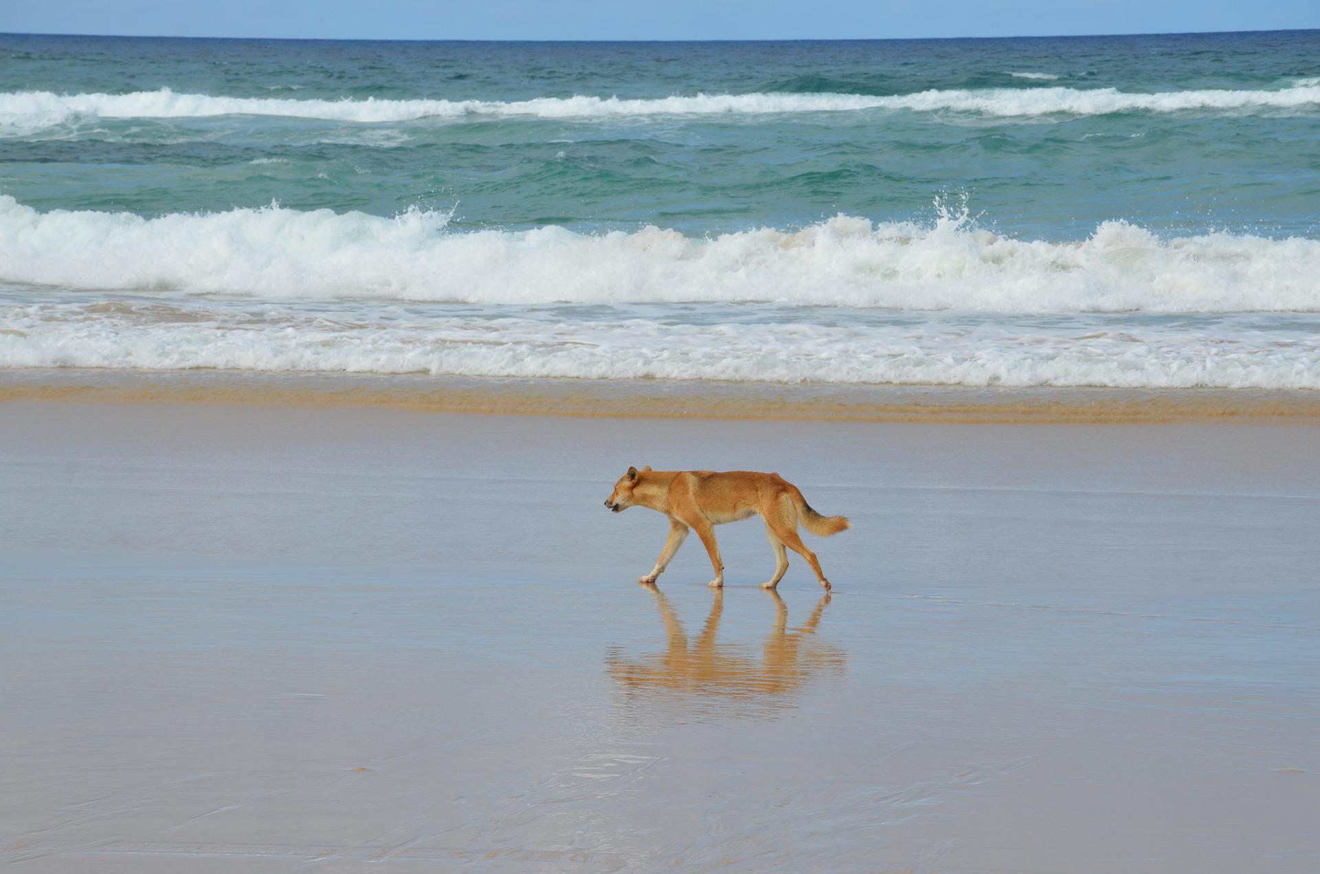 Dingos leben auch manchmal am Strand und ernähren sich von Fischen.