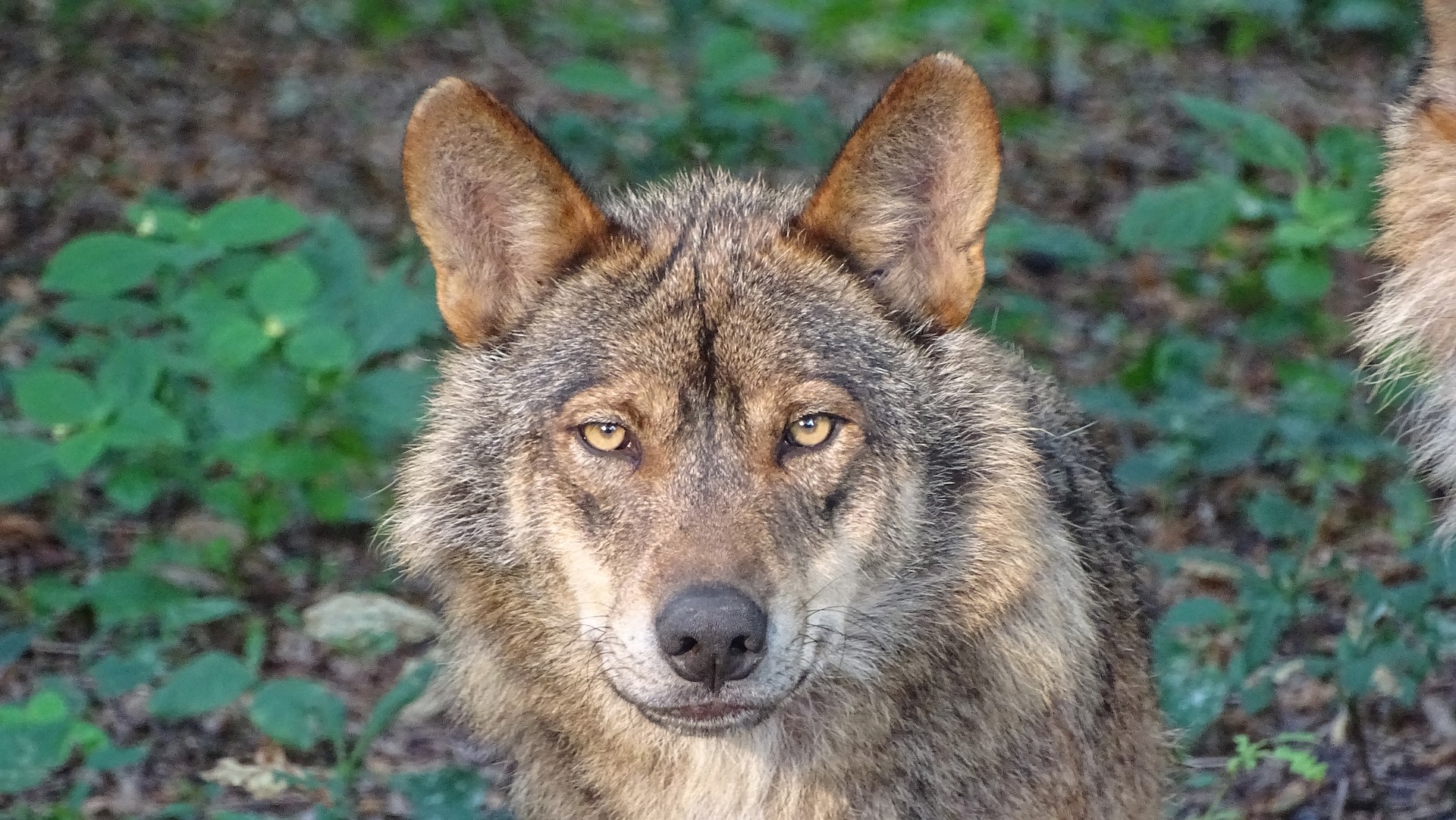 Iberischer Wolf im Vergleich zum australischen Dingo.