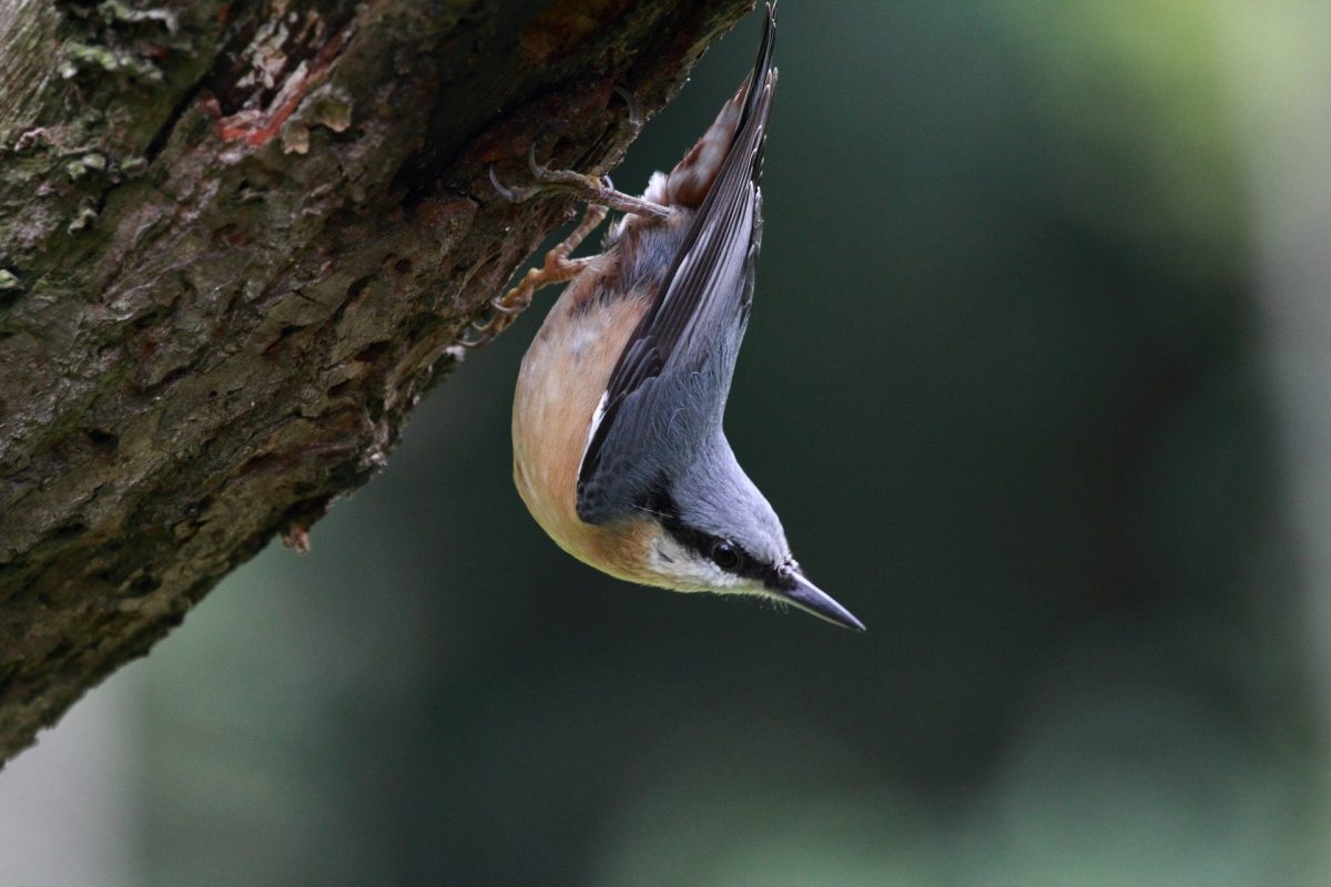 Der Kleiber oder Spechtmeise ist mit seiner besonderen Fähigkeit kopfüber am Baum nach Nahrung zu suchen eine Ausnahme unter den Vögeln.